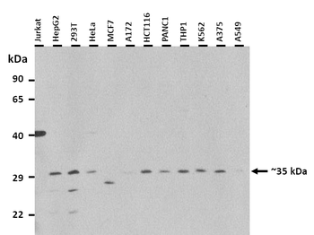ZFP42 Rabbit Polyclonal Antibody