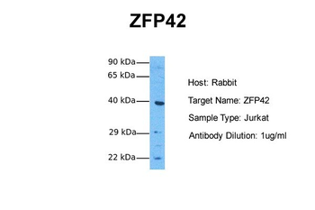 ZFP42 Rabbit Polyclonal Antibody