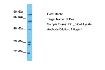 ZFP42 Rabbit Polyclonal Antibody