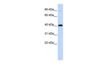 ZFP42 Rabbit Polyclonal Antibody