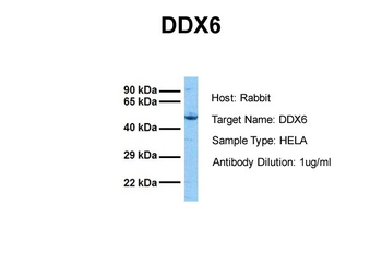 DDX6 Rabbit Polyclonal Antibody