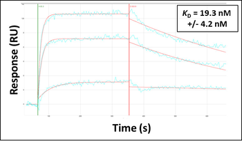 ADRB1 Rabbit Polyclonal Antibody