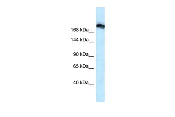 Tjp1 Rabbit Polyclonal Antibody