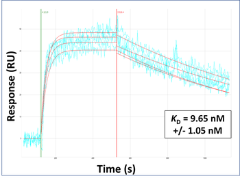 TJP1 Rabbit Polyclonal Antibody