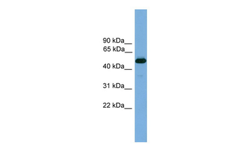 Thrb Rabbit Polyclonal Antibody