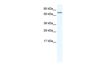 MEF2A Rabbit Polyclonal Antibody