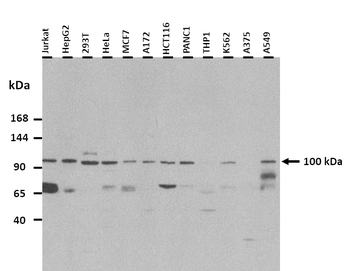E2f7 Rabbit Polyclonal Antibody