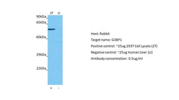 G3BP Rabbit Polyclonal Antibody