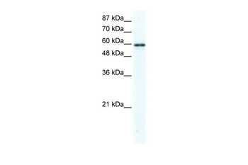 G3BP Rabbit Polyclonal Antibody
