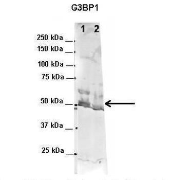G3BP1 Rabbit Polyclonal Antibody