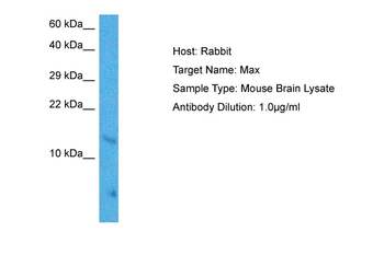 MAX Rabbit Polyclonal Antibody
