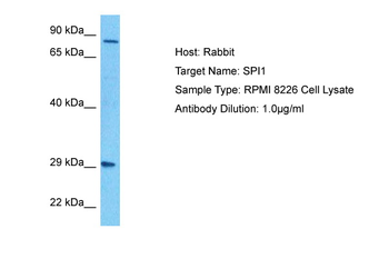 SPI1 Rabbit Polyclonal Antibody