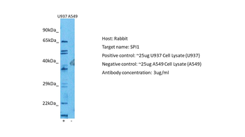 SPI1 Rabbit Polyclonal Antibody