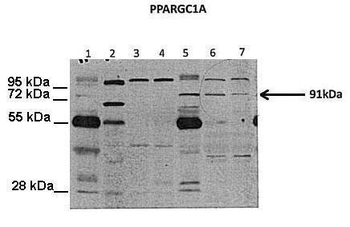 PPARGC1A Rabbit Polyclonal Antibody