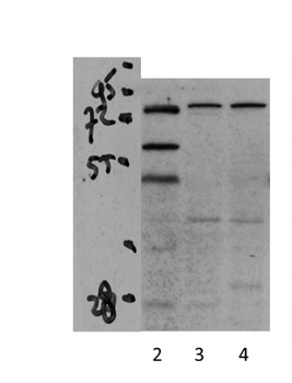 PPARGC1A Rabbit Polyclonal Antibody
