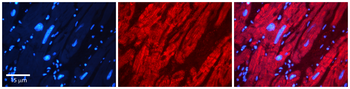 DMAP1 Rabbit Polyclonal Antibody