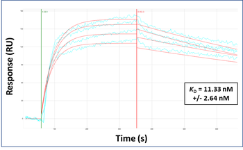 HOXA5 Rabbit Polyclonal Antibody