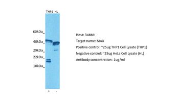 MAX Rabbit Polyclonal Antibody