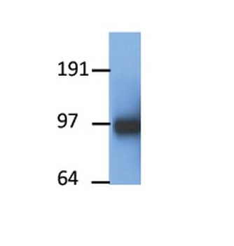 Ppargc1a Rabbit Polyclonal Antibody