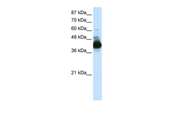 RAE1 Rabbit Polyclonal Antibody
