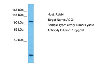 ACO1 Rabbit Polyclonal Antibody