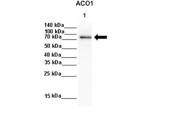 ACO1 Rabbit Polyclonal Antibody