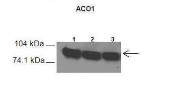 ACO1 Rabbit Polyclonal Antibody