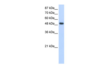 RBMS1 Rabbit Polyclonal Antibody