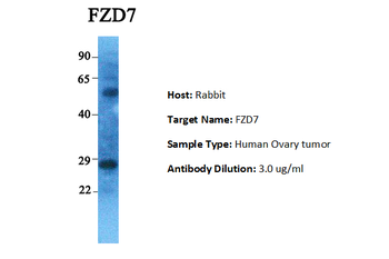 FZD7 Rabbit Polyclonal Antibody