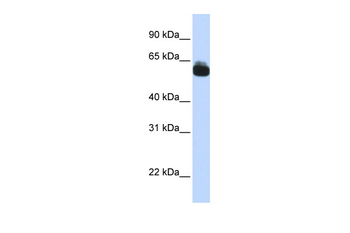 FZD9 Rabbit Polyclonal Antibody