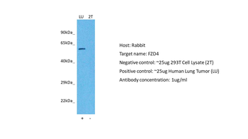 FZD4 Rabbit Polyclonal Antibody
