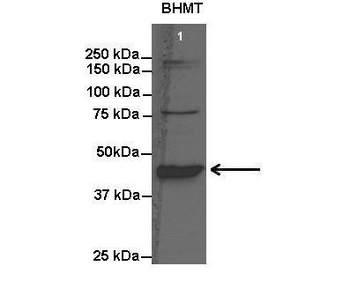 BHMT Rabbit Polyclonal Antibody