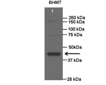 BHMT Rabbit Polyclonal Antibody
