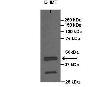BHMT Rabbit Polyclonal Antibody