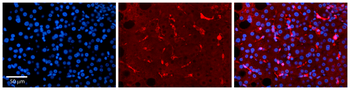 RBP4 Rabbit Polyclonal Antibody