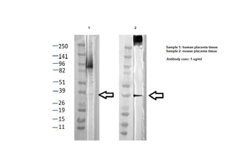 PSG1 Rabbit Polyclonal Antibody