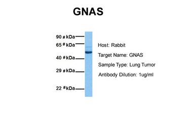 GNAS Rabbit Polyclonal Antibody
