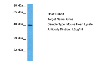 GNAS Rabbit Polyclonal Antibody