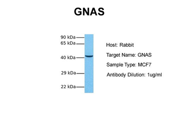 GNAS Rabbit Polyclonal Antibody