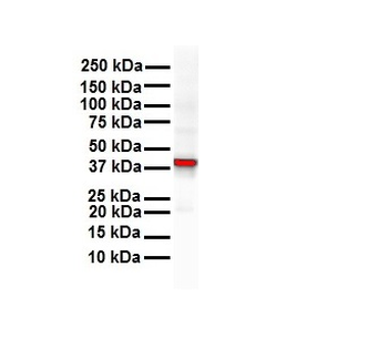 GNAS Rabbit Polyclonal Antibody
