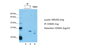 COX4I1 Rabbit Polyclonal Antibody