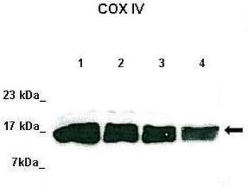 COX4I1 Rabbit Polyclonal Antibody