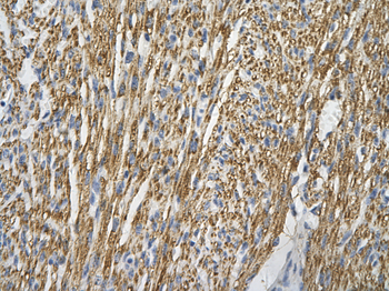 COX4I1 Rabbit Polyclonal Antibody