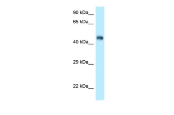 Fbxl3 Rabbit Polyclonal Antibody