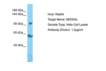 NEDD4L Rabbit Polyclonal Antibody