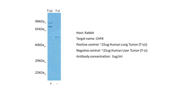 CHFR Rabbit Polyclonal Antibody