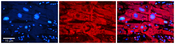 MAOB Rabbit Polyclonal Antibody