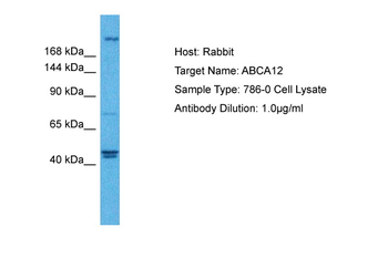 ABCA12 Rabbit Polyclonal Antibody