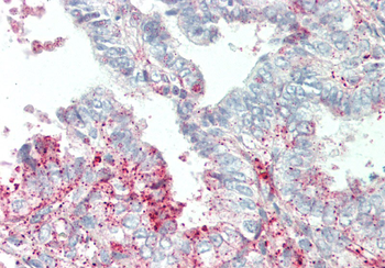 SLC39A5 Rabbit Polyclonal Antibody