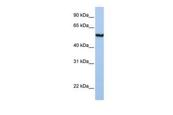 SLC39A5 Rabbit Polyclonal Antibody